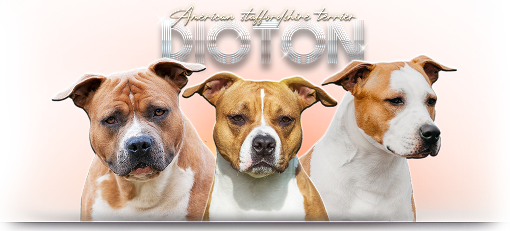 DioTon | Americký stafordšírský teriér