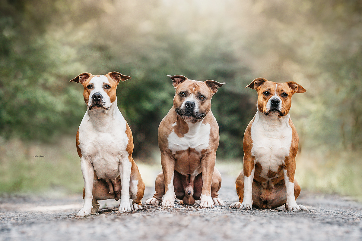 American staffordshire outlet terrier kennel